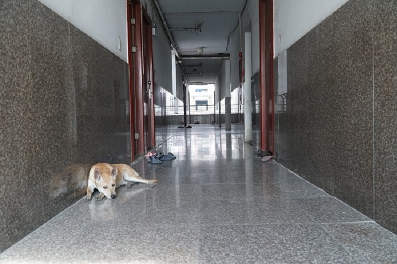 Quy định nuôi chó, mèo trong nhà chung cư